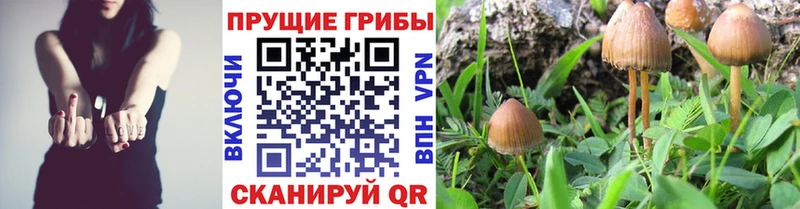 Галлюциногенные грибы Magic Shrooms  Мичуринск 